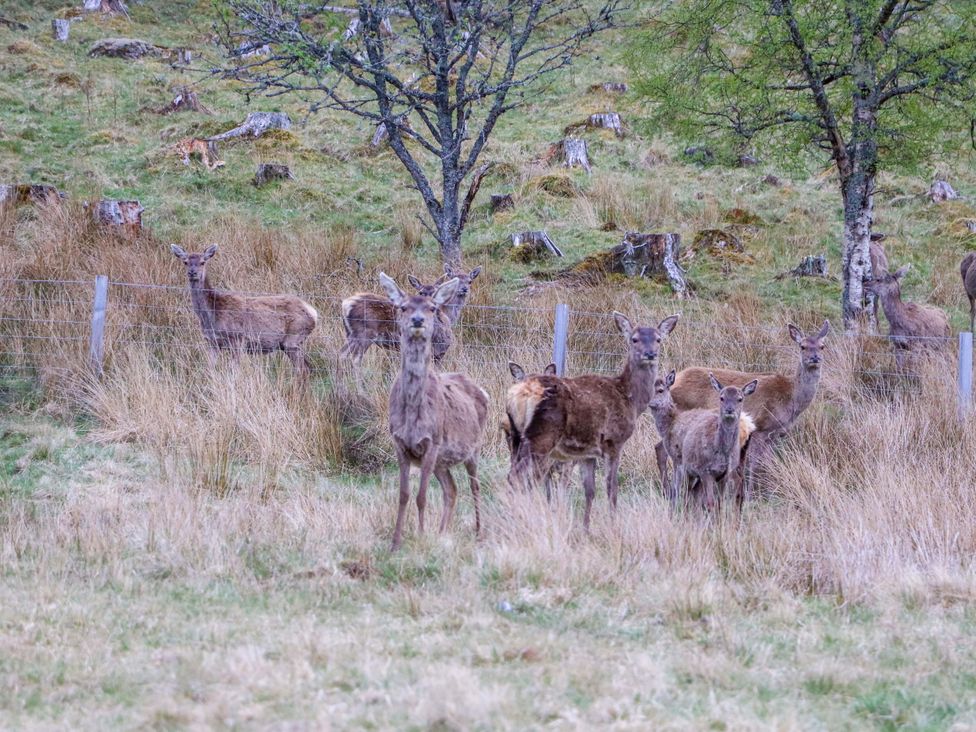 A group of deer near a fence at Macdui - Mar Lodge Estate in Braemar