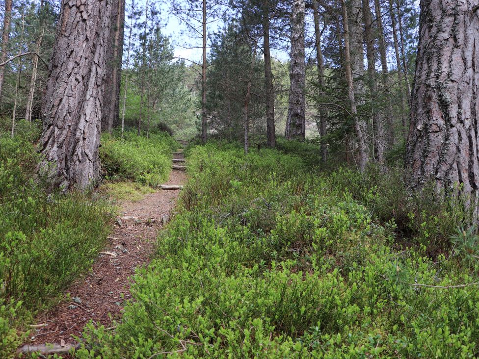 A wooded path through trees at Macdui - Mar Lodge Estate, Braemar