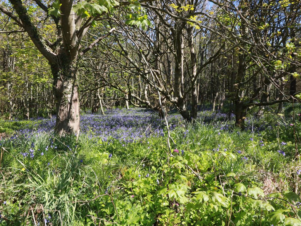 A forest with bluebells blooming on the ground at Ardlochan Lodge - Culzean Castle Maybole