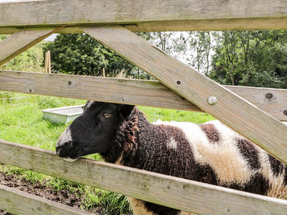 The Sheep Shack - Somerset & Wiltshire - 1060816 - thumbnail photo 21