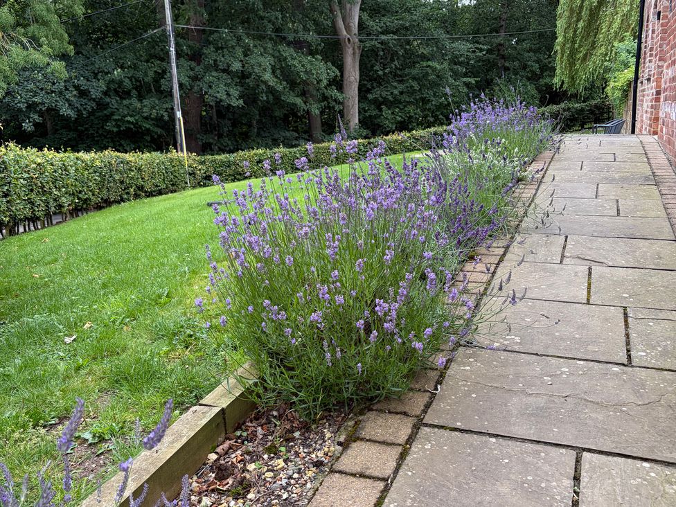 A garden with lavender plants and a paved pathway at Beechwood Cottage in Easby near Great Ayton