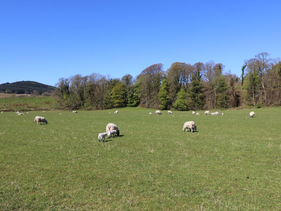 A field with sheep grazing at Kilmartin View in Netherlargie Farm