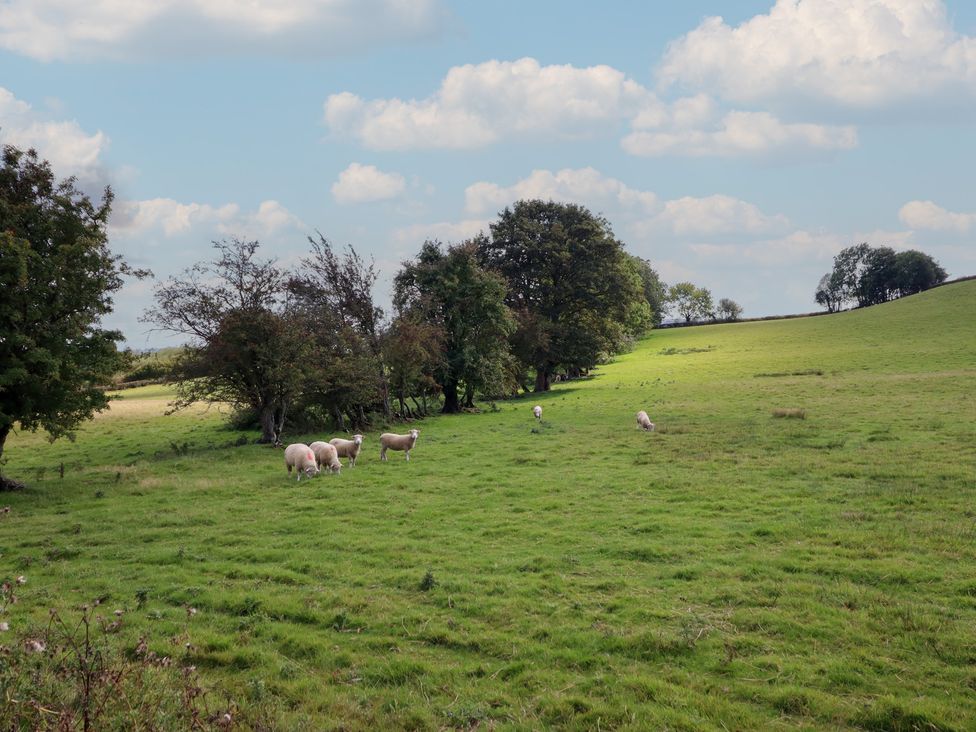A field with sheep grazing and trees at Stag Lodge Pod Llanfair Caereinion