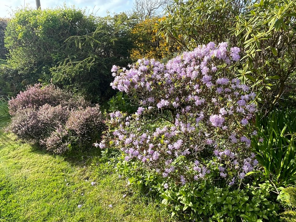 A garden featuring flowers and bushes at Penllain Newport, Pembrokeshire