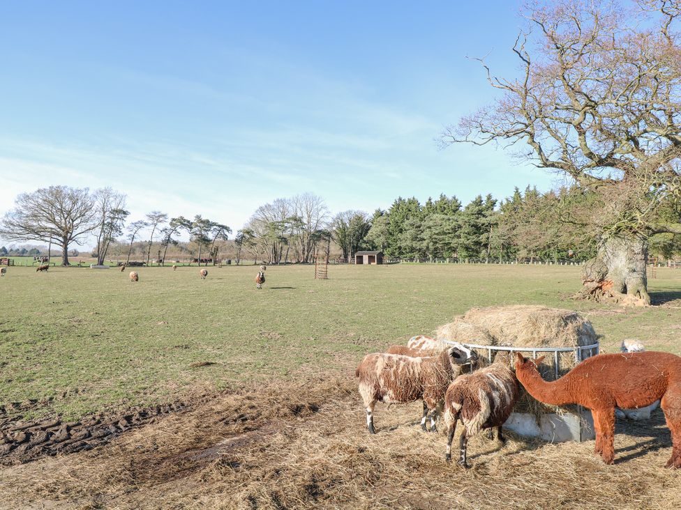 Shorthorn Barn - Norfolk - 1065785 - thumbnail photo 32