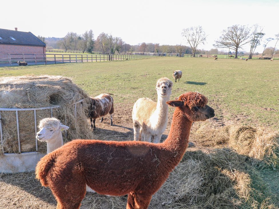 Shorthorn Barn - Norfolk - 1065785 - thumbnail photo 34