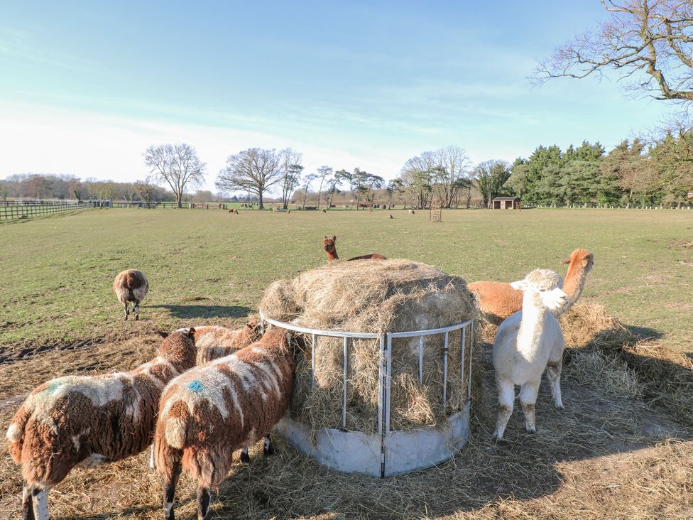 Shorthorn Barn - Norfolk - 1065785 - thumbnail photo 35