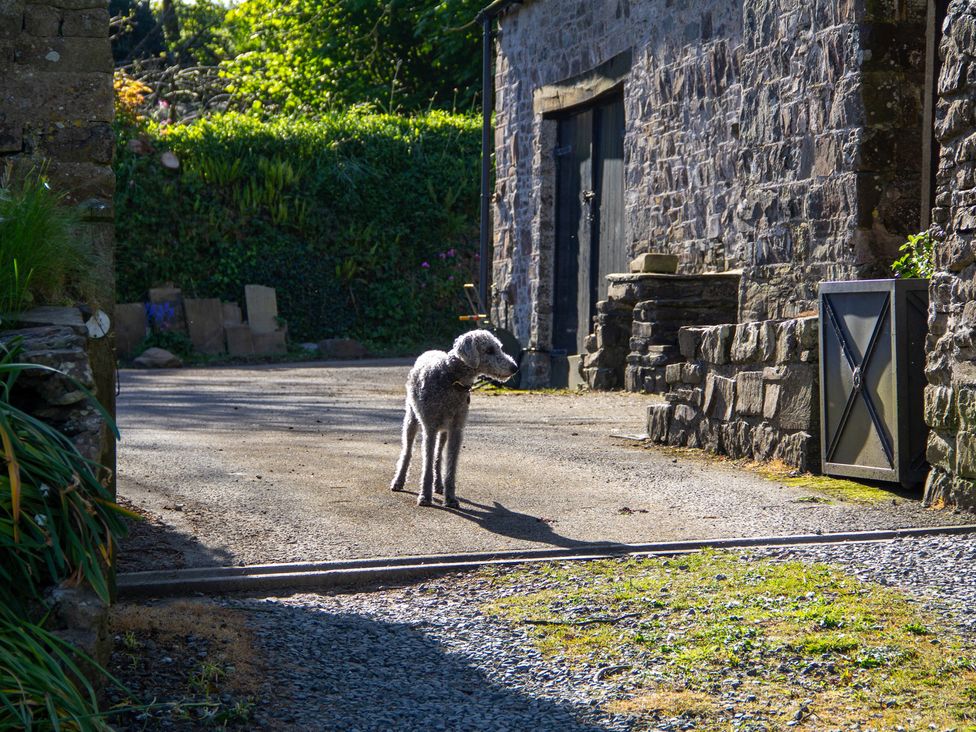 A dog standing on a gravel path near a stone wall at Carrows Stable in Morwenstow