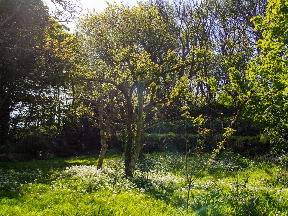 An outdoor scene with trees and flowers in a field at Carrows Stable Morwenstow