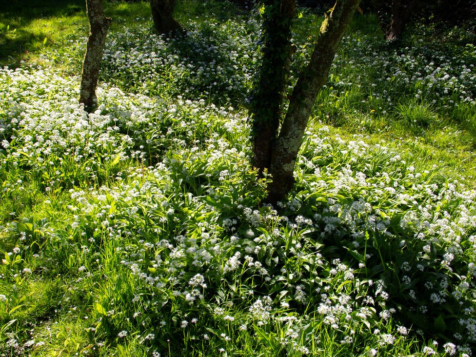 A view of grasses and flowers around trees in a garden at Carrows Stable Morwenstow