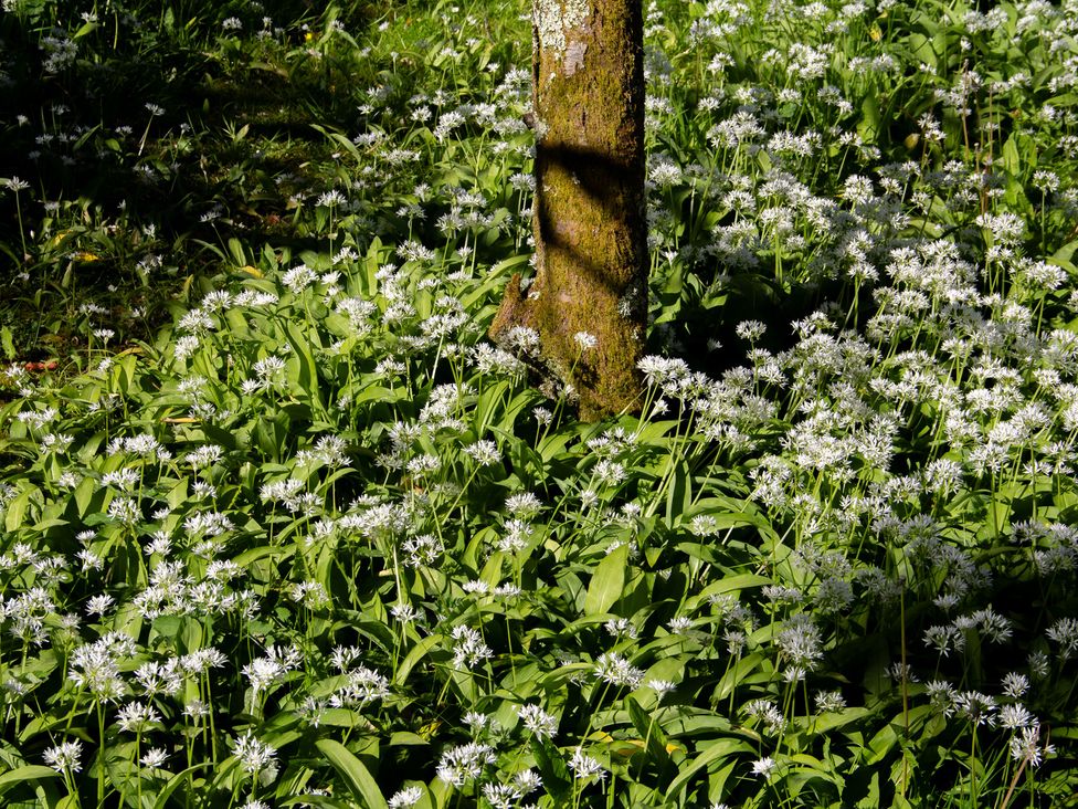 A tree surrounded by wild garlic plants with white flowers at Carrows Stable in Morwenstow