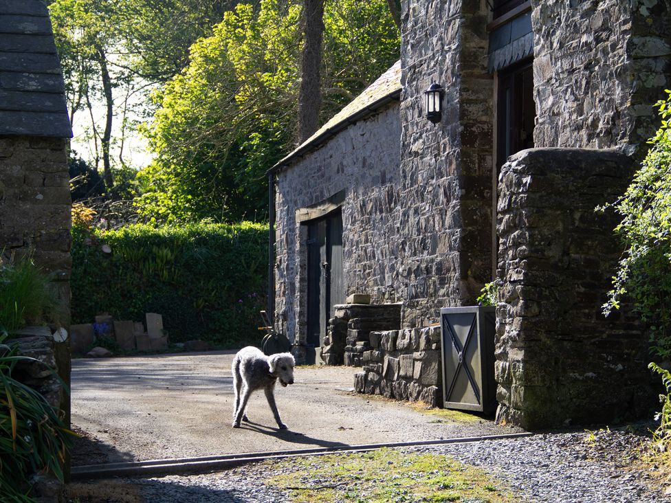 A dog in a gravel area near stone buildings at Carrows Stable in Morwenstow