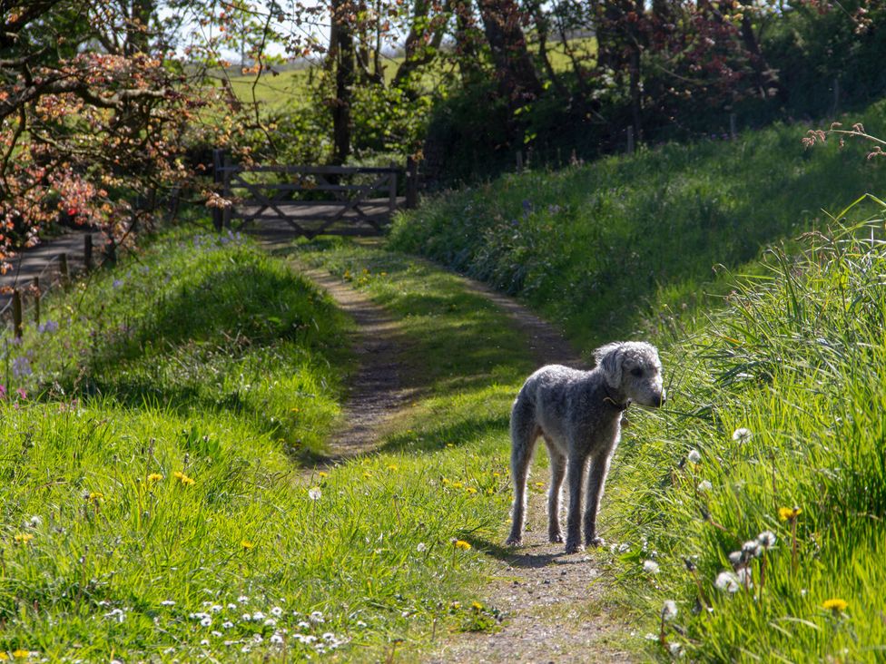 A dog standing on a path with grass and flowers at Carrows Stable in Morwenstow