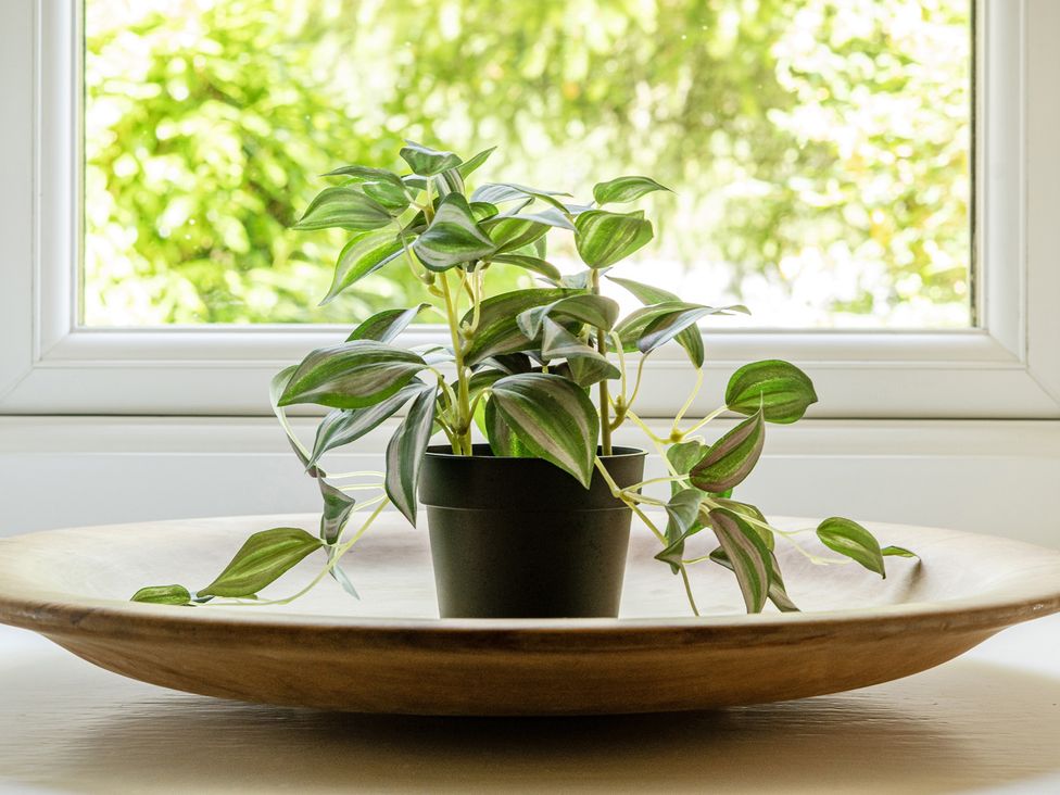 A plant in a pot on a bowl by a window at Tyn Y Ffynnon in Betws-Y-Coed