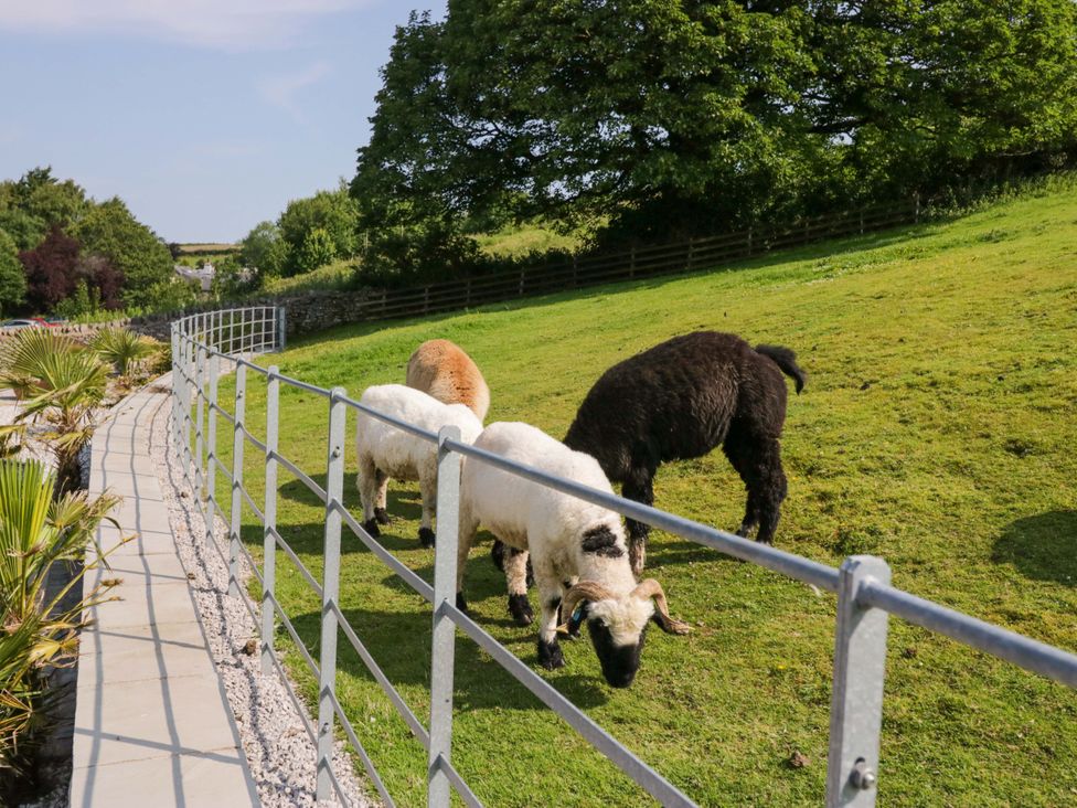 Four sheep grazing on grass beside a fence at Limestone in Great Urswick