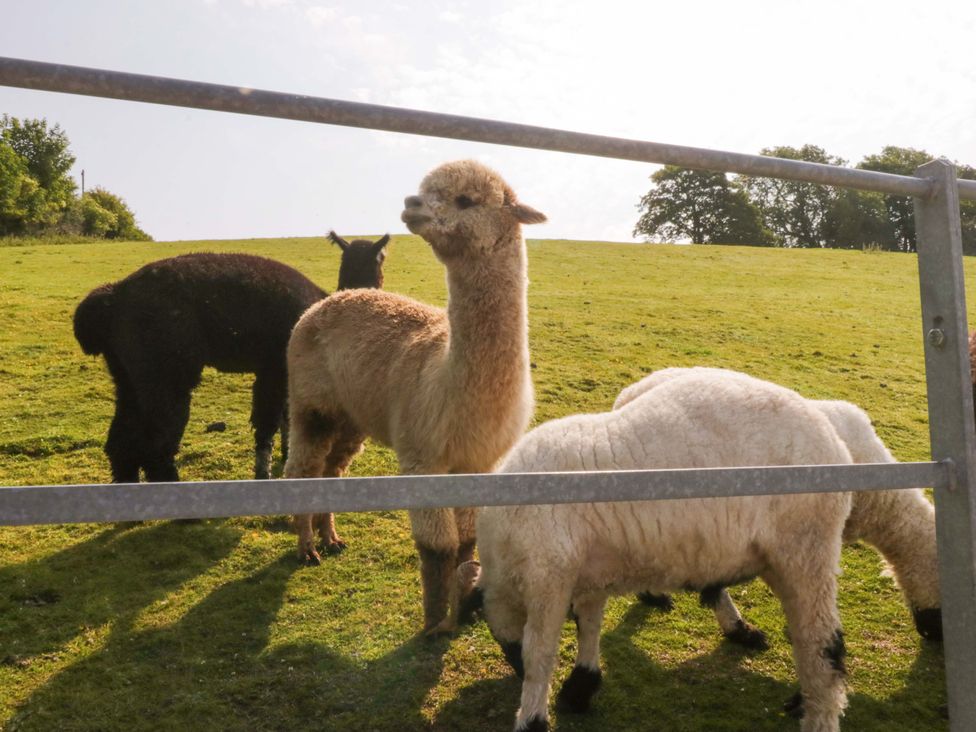 Alpacas and sheep grazing in a field at Limestone in Great Urswick