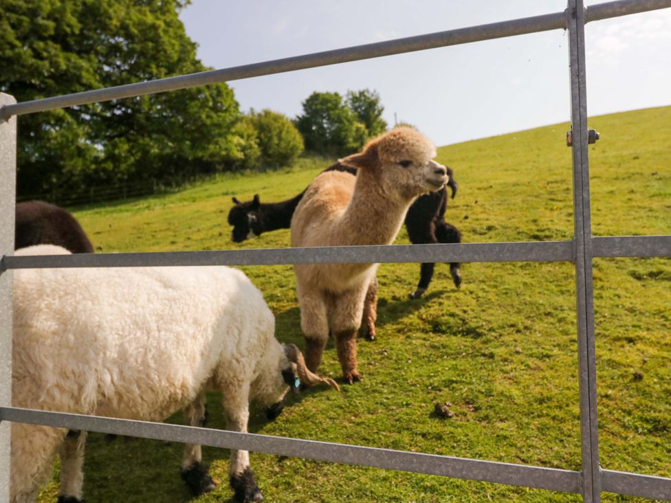 Alpacas and sheep grazing near a fence at Limestone in Great Urswick