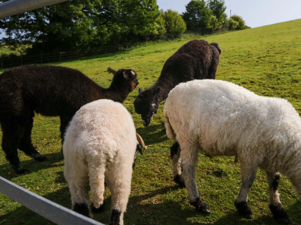 Three animals grazing in a field at Limestone in Great Urswick