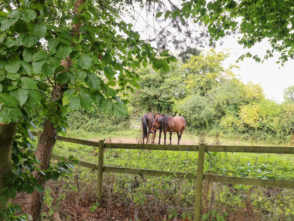 Two horses near a wooden fence surrounded by trees at Ladycroft Barn Ashbourne