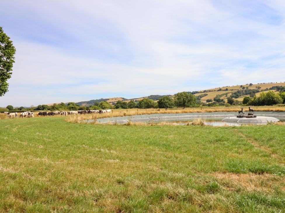 A field with cows near a water trough at Bodaioch Hall Trefeglwys near Caersws