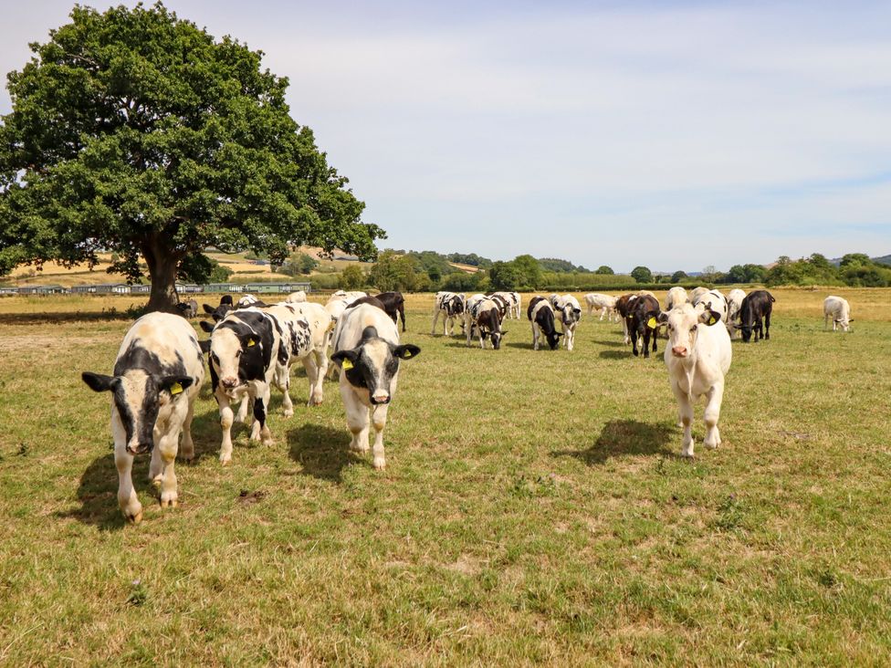 A field with cows grazing near a tree at Bodaioch Hall Trefeglwys near Caersws