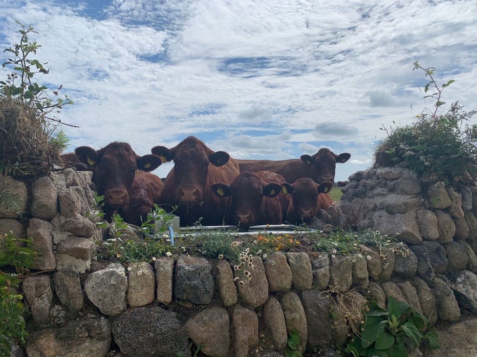 A group of cows near a stone wall with plants at Scilly Stack in St Just
