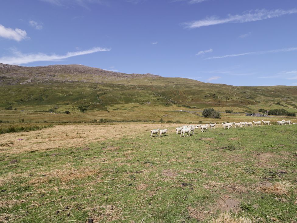 A grazing area with sheep and mountains at Cwm in Capel Curig