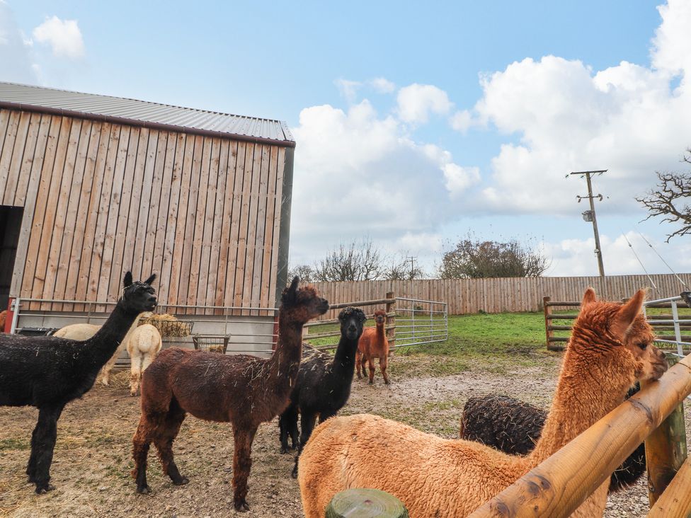 Colomendy Alpaca Farm - Coach House - North Wales - 1072225 - thumbnail photo 41