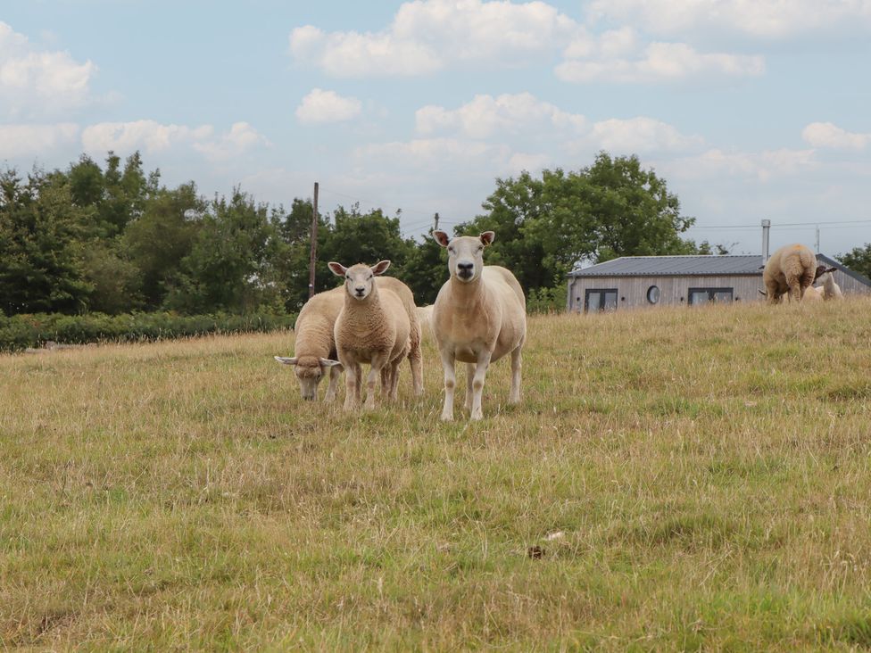 A group of sheep in a field at The Pennymoor in Cadeleigh near Tiverton