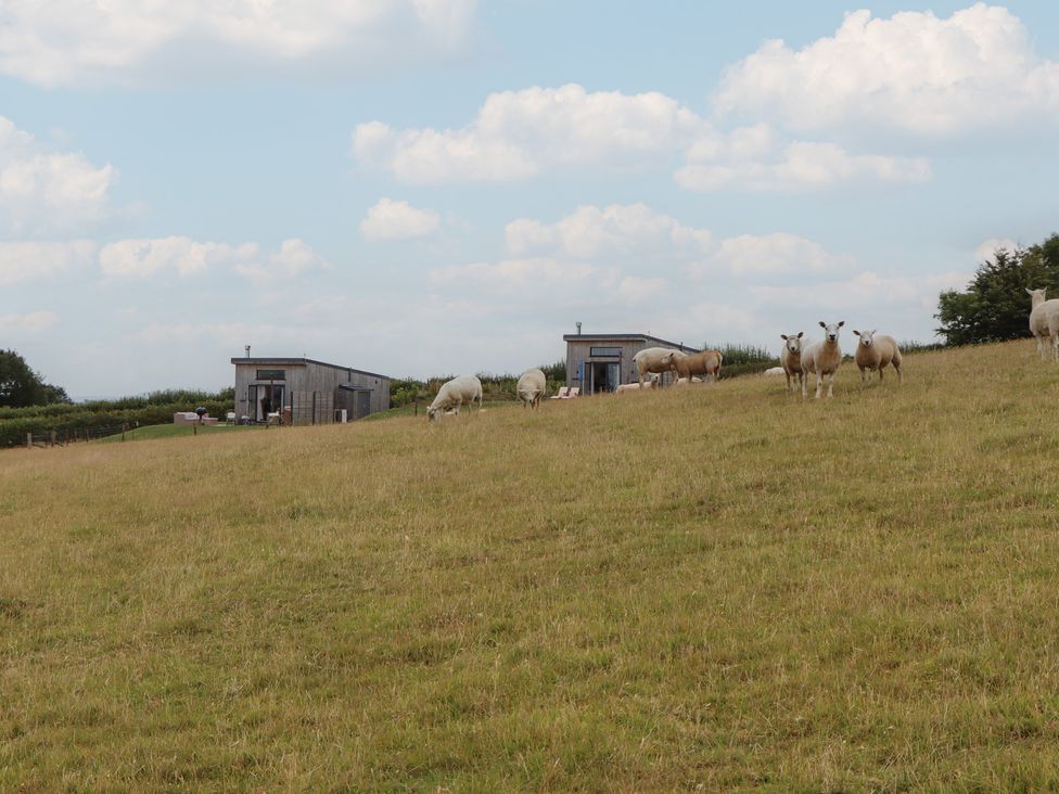 Sheep grazing in a field with buildings in the background at The Pennymoor in Cadeleigh near Tiverton