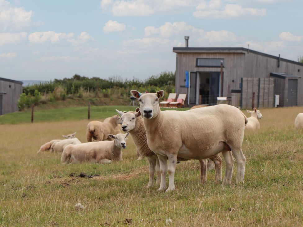 Sheep in a field with a building in the background at The Pennymoor Cadeleigh near Tiverton