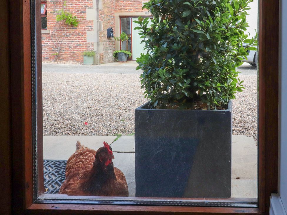 A chicken and a potted plant viewed through a door at The Stables Hall Green near Walmer Bridge