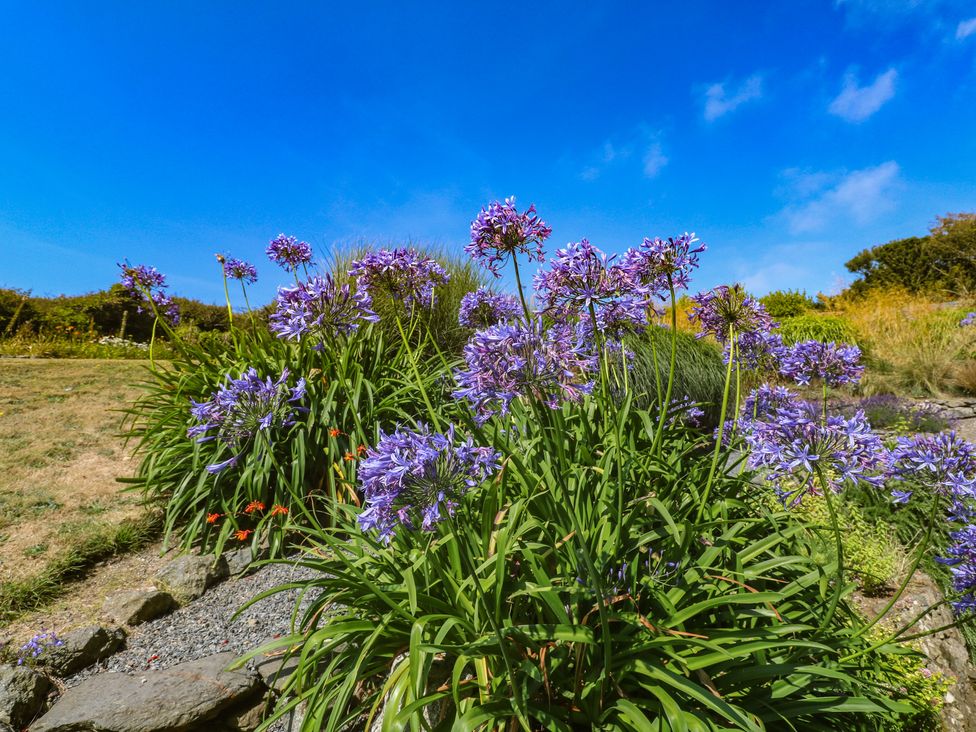 Flowers in a garden with a blue sky at Penmarth House in Coverack