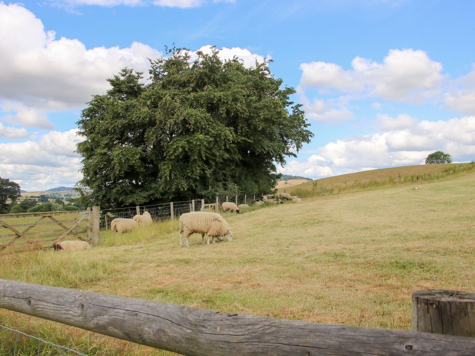 A field with sheep grazing near a tree and fence at Meadow Barn in Aston On Clun