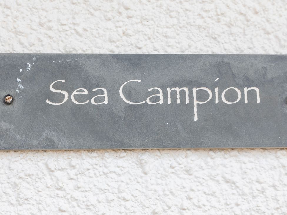 Sea Campion - Devon - 1079396 - thumbnail photo 2