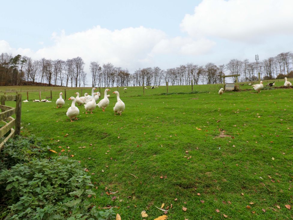 A group of geese walking across grass at The Granary in Rothbury