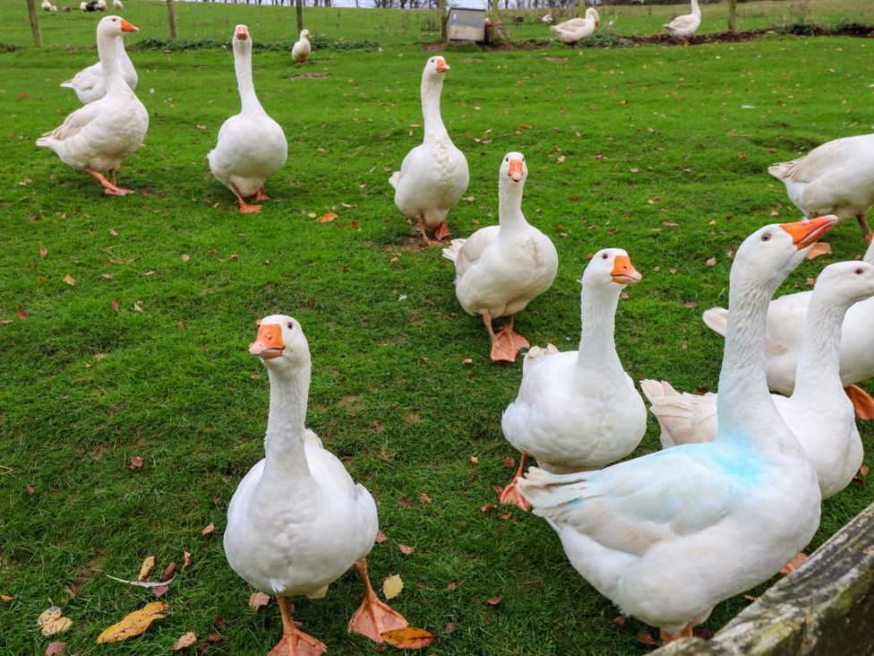 A group of geese on grass at The Granary in Rothbury
