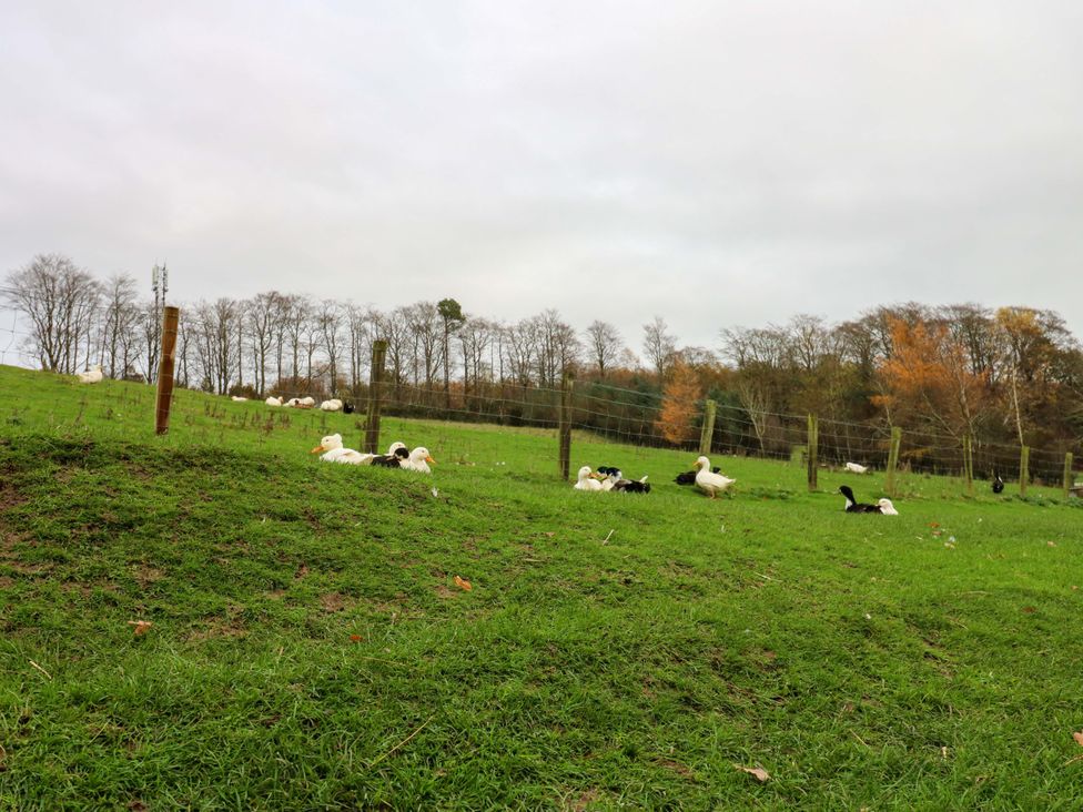 A field with ducks and trees at The Granary in Rothbury