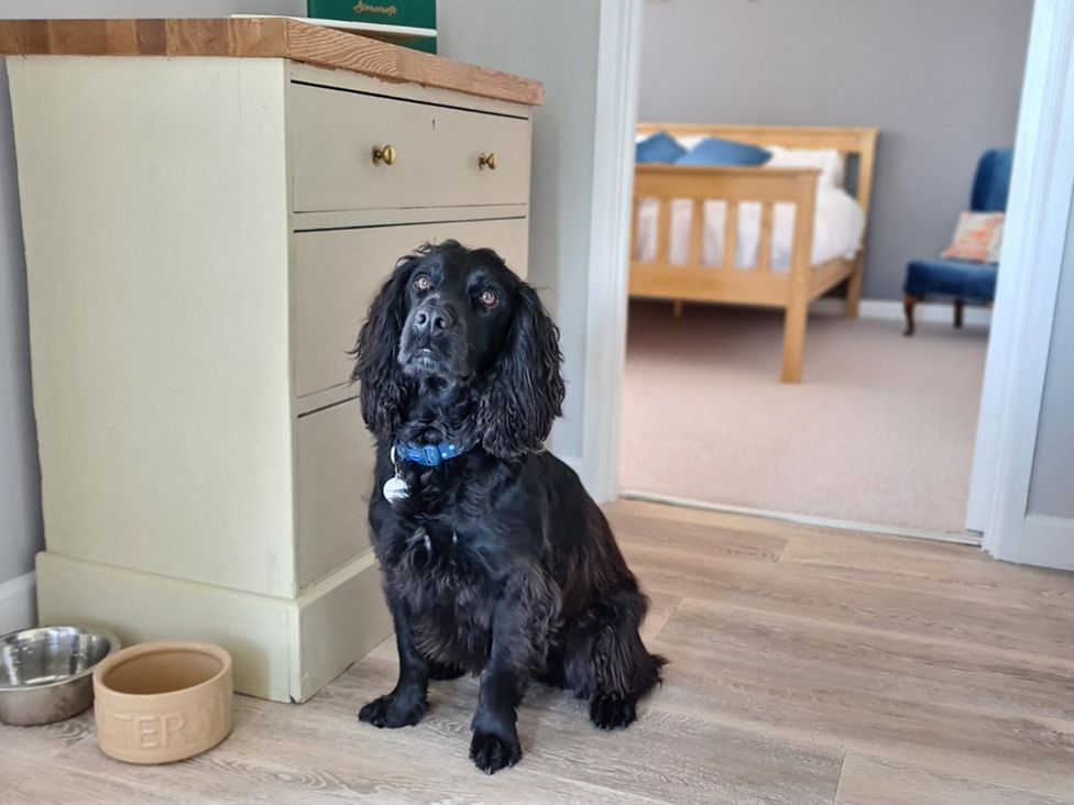 A dog sitting beside a cabinet in a living room at Stonecroft in Praa Sands