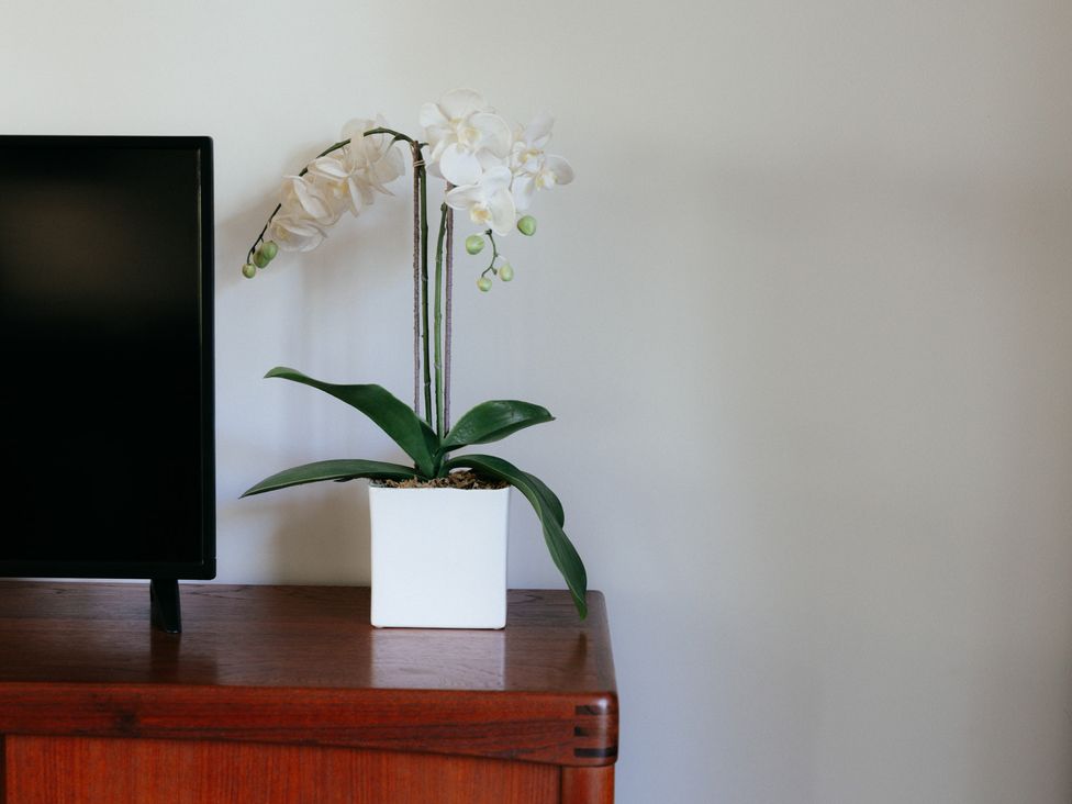 A television and a potted plant on a table at The Observatory Annexe Westcott near Dorking