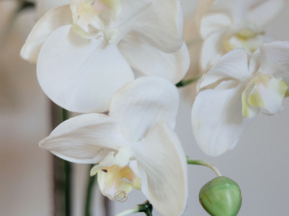 An orchid flower arrangement at The Observatory Annexe Westcott near Dorking