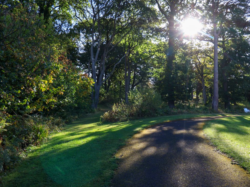A path surrounded by trees and bushes with sunlight at Bugle in Saltburn-By-The-Sea