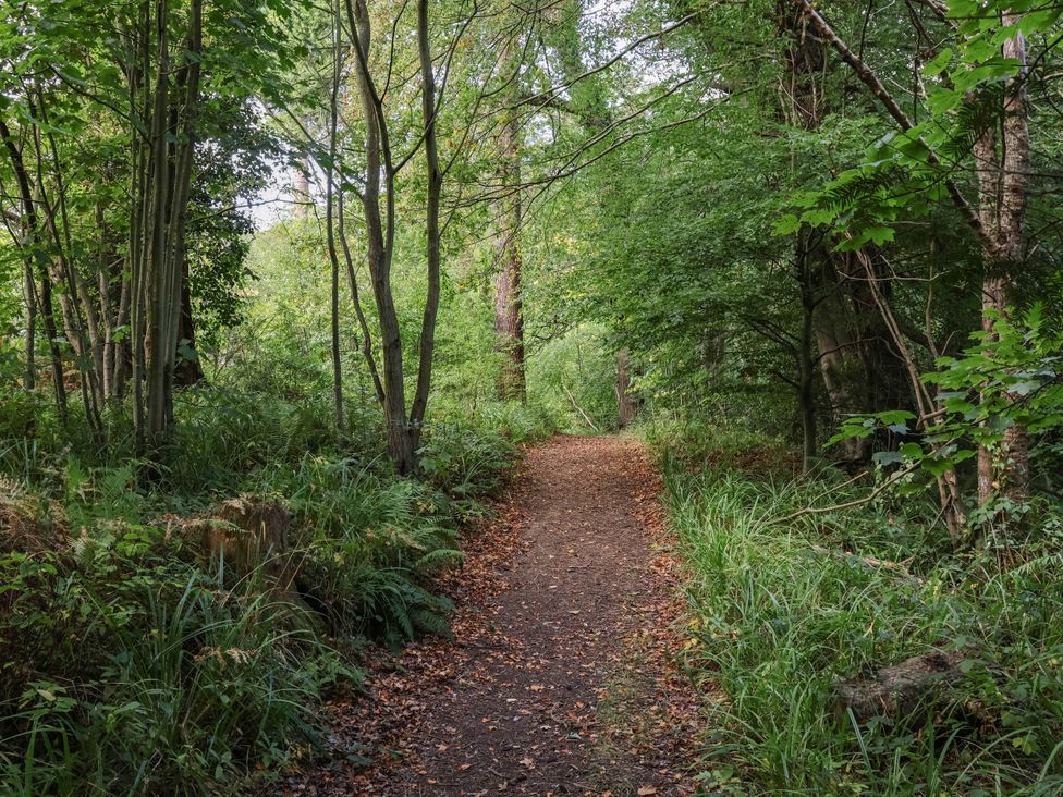 A pathway through trees in a wooded area at Bugle, Saltburn-By-The-Sea