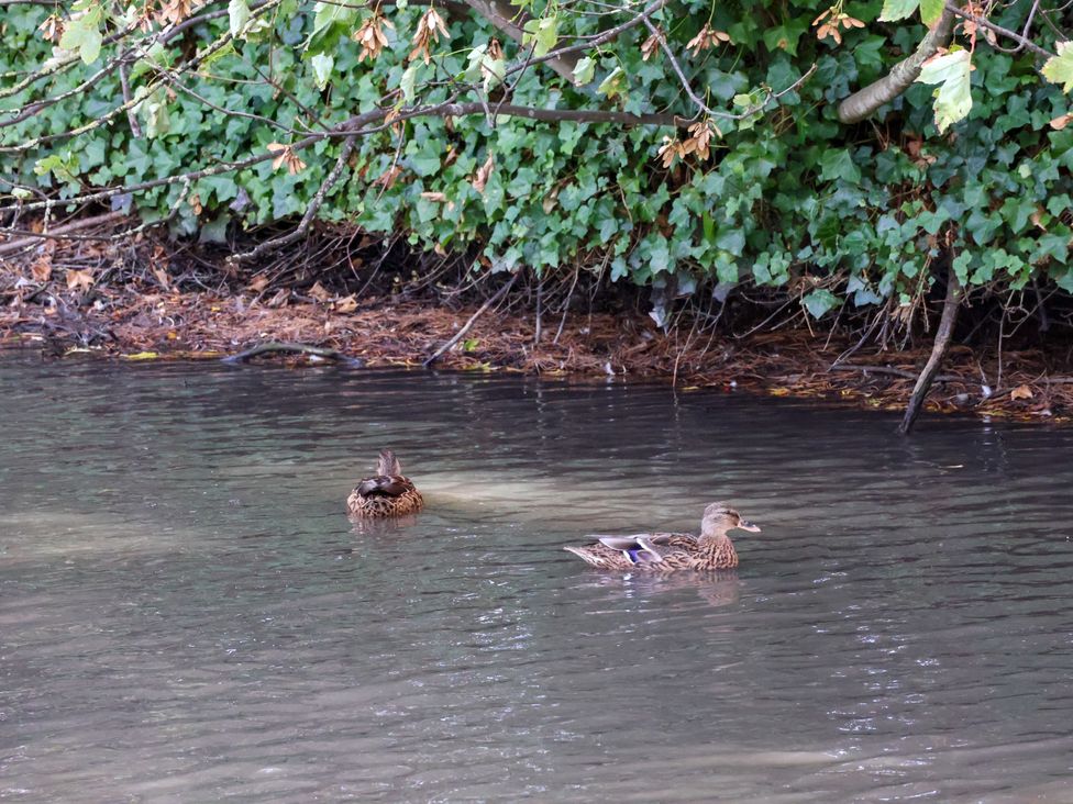 Ducks swimming in water with greenery in the background at Lavender Lodge in Saltburn-By-The-Sea