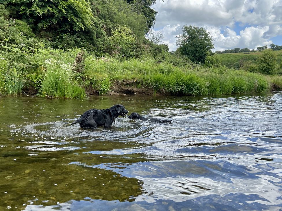 Two dogs playing in the water near grass and trees at Apple Barn in South Molton