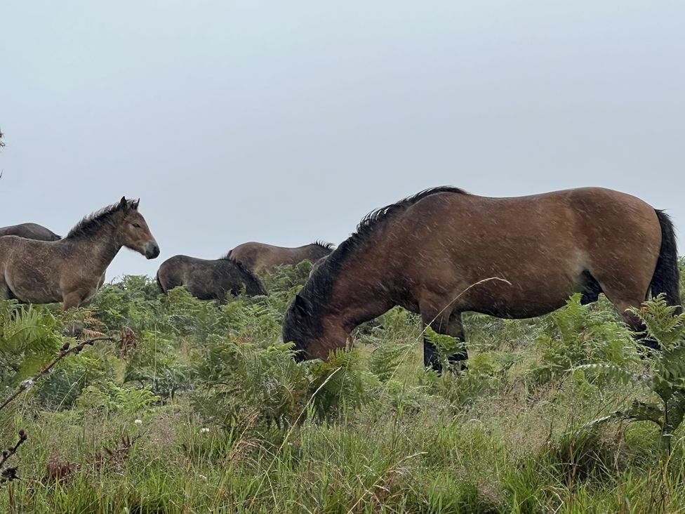 Horses grazing in a grassy field with ferns in North Molton