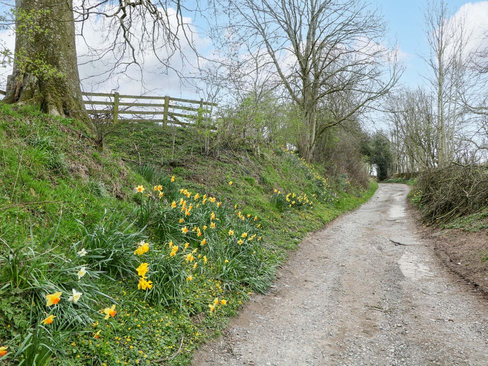 A pathway lined with daffodils and trees at Charlotte’s Cottage in Hathersage