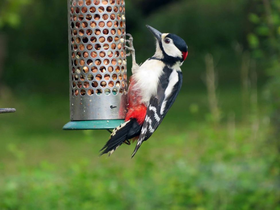 A woodpecker on a feeder at Little Pandy Cottage Afonwen near Caerwys