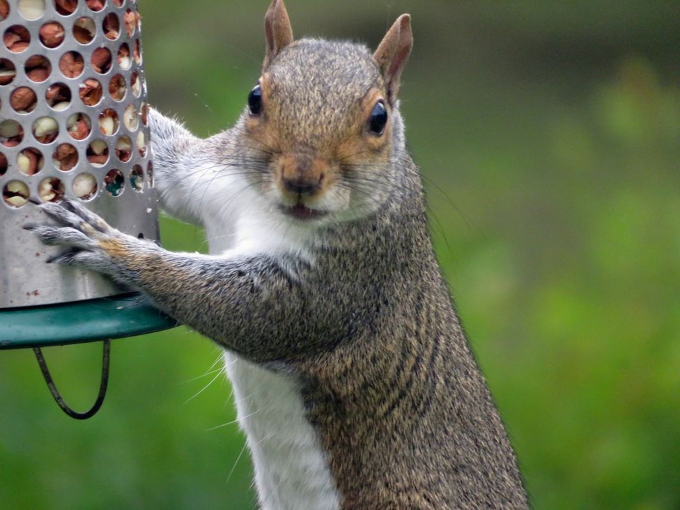 A squirrel at a feeder in a garden
