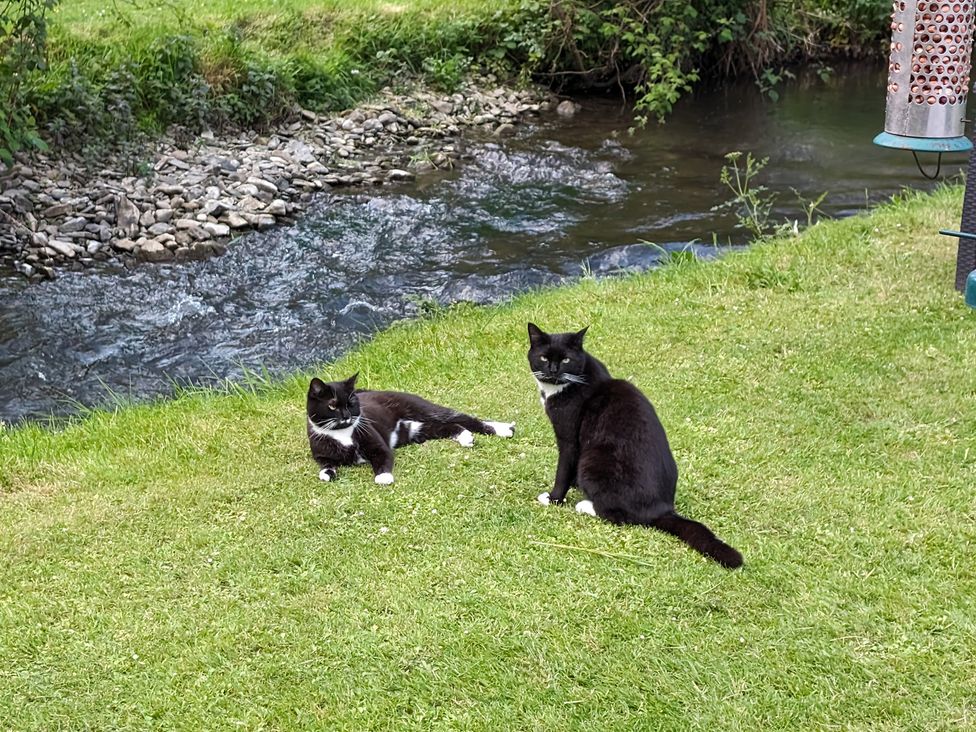 Two cats relaxing on grass near a stream at Little Pandy Cottage Afonwen near Caerwys